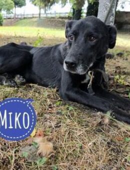 Miko ein unglücklicher Senior - Flörsheim-Dalsheim