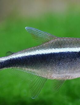 Aquarium Fisch; Schwarzer Neon - Hyphessobrycon herbertaxelrodi - Erftstadt
