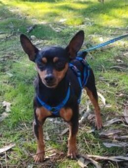 Urmel ❤️ entzückender Herzenbsrecher - Velbert