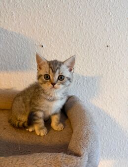 BKH kitten - Berlin