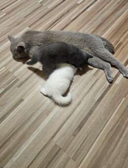 3 süße BKH-Mix Kitten – 2x Weiß (weiblich), 1x Grau (männlich) - Ludwigshafen (Rhein)