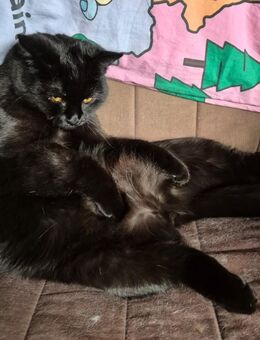 Verkaufe jungen schwarzen Perserkarter - Güstrow