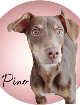 Pino ein zauberhafter Bube - Morsbach