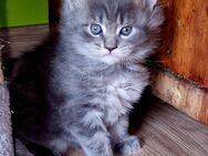 Blue Mainecoon kitten, reinrassig - Scheinfeld