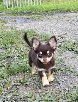 Schoko Tan Chihuahua Rüde - Castrop-Rauxel