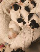 Yorkshire Bolonka Welpen in 02977