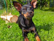 Welpen zu verkaufen (Zwergpinscher ) - Villingen-Schwenningen