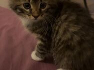 Mainecoon-Mix Kitten Abzugeben - Attendorn (Hansestadt) Zentrum