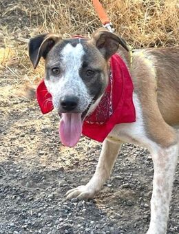 TARA - Hündin mit Sommersprossen...... - Kempen