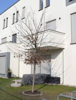 3 Zimmer Erdgeschoss mit Südterrasse & Garten im Herzen von Teltow - Teltow