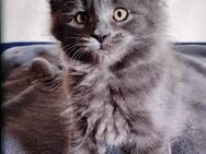 Maine conn kittens - Hannover Mitte