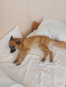 Bella 2,5 Jahre in liebevolle Hände abzugeben - Radolfzell (Bodensee) Zentrum