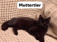 5 BKH-Mischlings Kitten - Remscheid