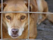 Pucky braucht Liebe und Zeit 🐾 - Elsdorf (Nordrhein-Westfalen)