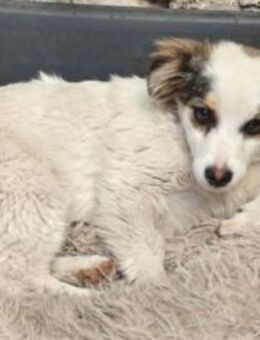 SISSY, ein hilfloses Hundebaby - Hof