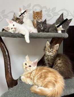 Maine Coon Kitten - Benz (Landkreis Nordwestmecklenburg)