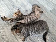 Zutraulicher Kater sucht liebevolles Zuhause – 4 Monate alt - Wittenberg (Lutherstadt)