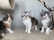 Maine Coon Kitten suchen ein liebevolles Zuhause - Herrieden