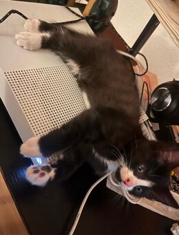 Drei Monate Katzen Kater sucht ein neues für immer zur Hase - Witten