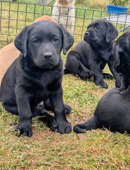 Labrador Welpen - Mihla