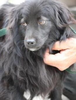 Janu - kinderlieber Jungrüde - Lohra