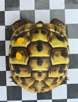 Griechische Landschildkröten NZ 2024 - Bruchköbel
