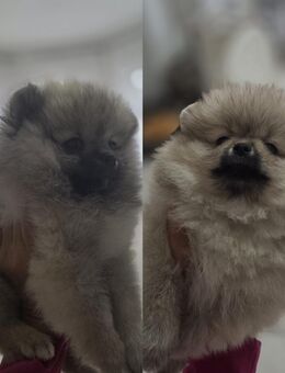 Reinrassige Pomeranian Zwergspitz - Breidenbach