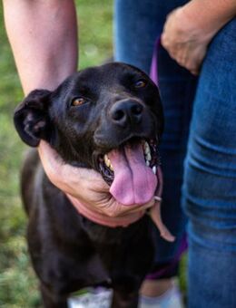 Mr. Néró, schwarzer Schönling, ca. 5 Jah - Vaterstetten