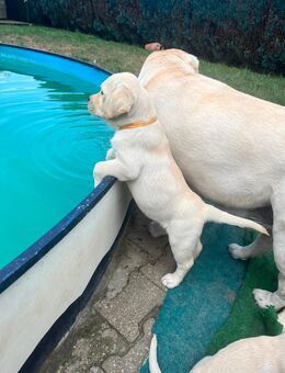 Reinrassige Labrador Welpen - Bergheim (Nordrhein-Westfalen)