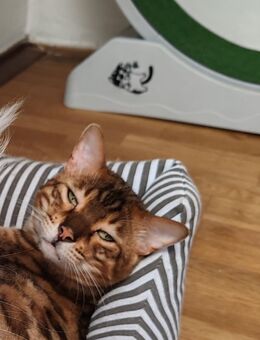 Bengal Kater kastriert - Lindlar