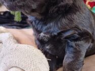 Mini-Medium Labradoodle Welpen - Burladingen