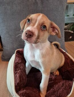 Noch 2 von 4/ Australian Shepherd Mix Welpen - Asendorf (Landkreis Diepholz)