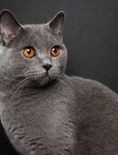 Suche liebe, ruhige Katze/Kater in 58636