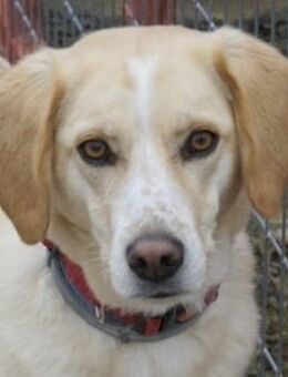 Liza, geb. ca. 05/2018, Griechenland - Euskirchen