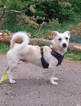 Kleiner Bodo sucht kuscheliges Körbchen - München