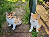 Dringend: Zuhause für 5 liebevolle Kätzchen gesucht - Sangerhausen