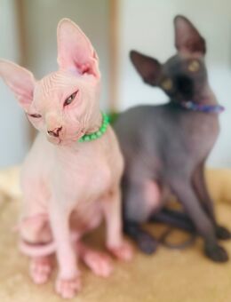 Sphynx-Kitten suchen ein liebevolles Zuhause - Dortmund