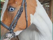 Prämien Pony Stute in toller Jacke - Könnern