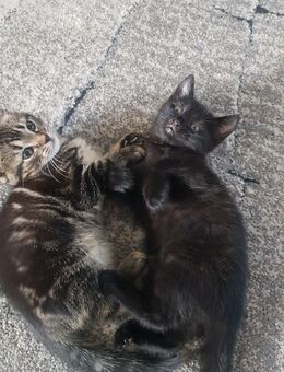 Babykatzen - Hemer