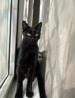 Plamena war mehr tot als lebendig - Augsburg