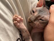 Sehr warmherzige Sphynx Baby Katze - Berlin