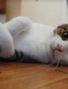 Tiki hat einen kleinen Makel - Ingolstadt