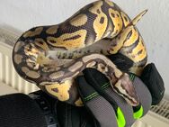 Königpython - Pastel - Female - Berlin Mitte