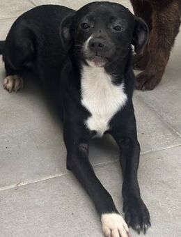 Alora, Hündin, ca. 1 Jahr - Wegberg