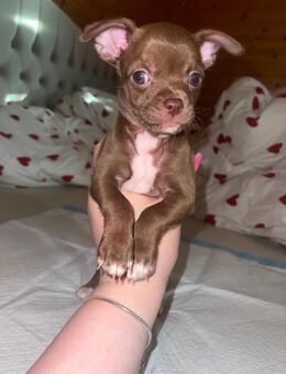 Süße Chihuahua Welpen in liebevolle Hände abzugeben - Jever