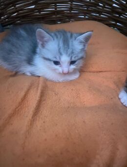 Baby kitten - Herne Eickel