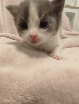 Kitten abzugeben - Bochum Altenbochum