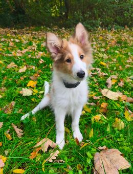 13 Wochen alter Collie-Welpe Balu sucht ein liebevolles Zuhause / ähnlich Australien Shepherd - Dortmund