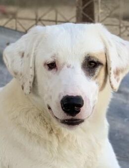 Tamura, geb. ca. 02/2022, GRIECHENLAND - Euskirchen