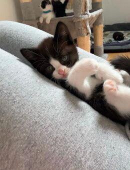 Britisch Kurzhaar Mix Kitten - Düsseldorf